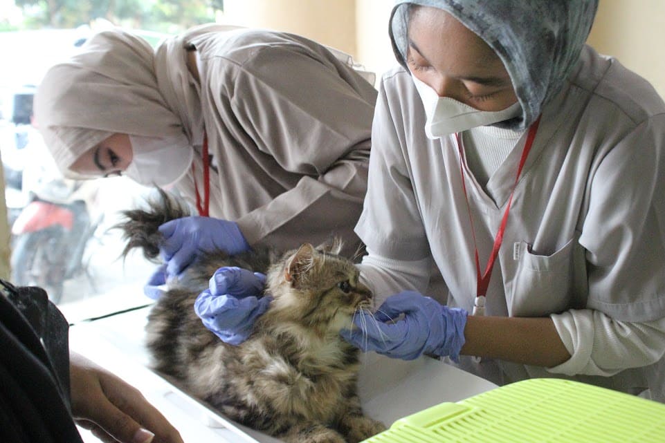 Fasilitasi Layanan Kesehatan Kucing Terpadu, KucingMu Jangkau Ratusan Pemilik Hewan